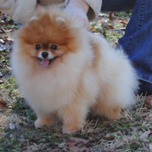 Chriscendo Communicado