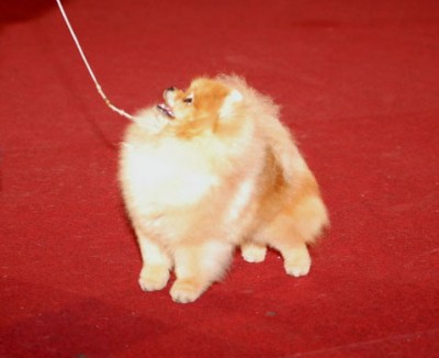 Gibson at 17mos old, showing in Thailand on his summer visit