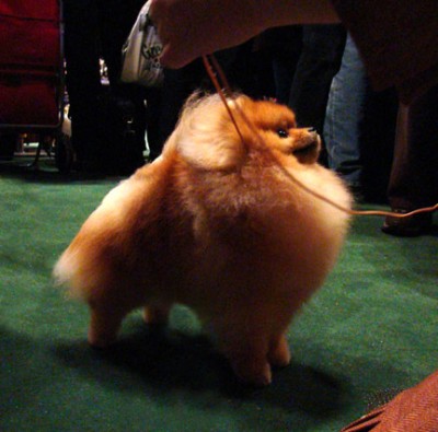 Gibson at Westminster