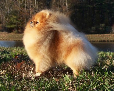 Gibson at 1 year old