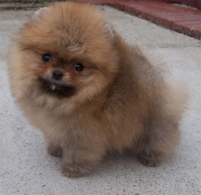 Gibson at 8 weeks old, he weighs 1lb!