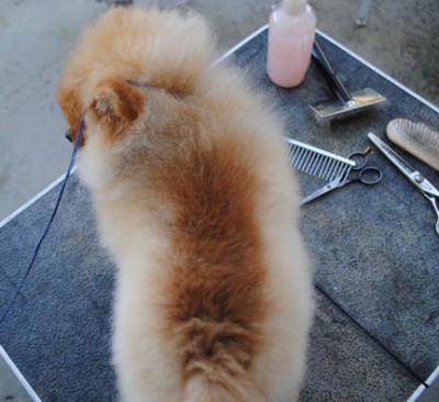 Kert at 5mos - hair coming in on his back - for those interested in such things.