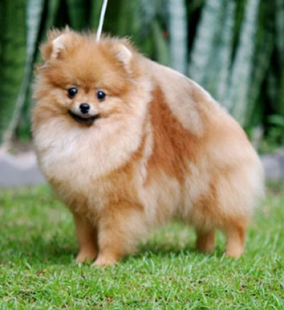 Max at 7mos old after arriving in Thailand