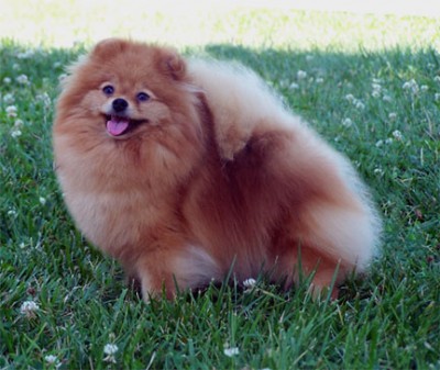 Meadow at 3 years old