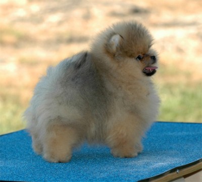 Odette at 11 wks old (photo by Roselie Malone)