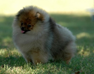 Priya at 4 mos old (photo by Roselie Malone)