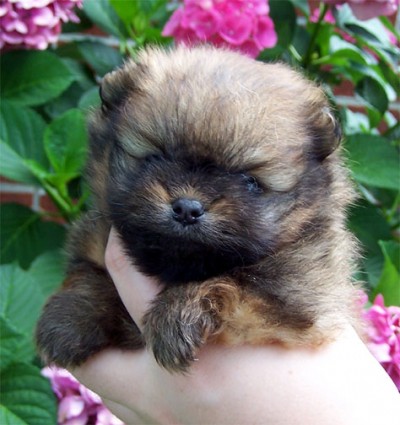 Priya at 4.5 weeks old