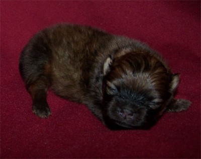 Priya at 10 days old