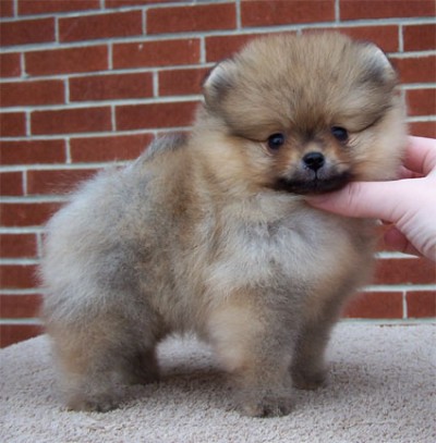 Riggs at 8 weeks old