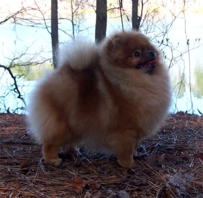 Roxie at 3 1/2 years old