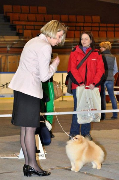 Sherbert at 15mos old in the ring with Bozena in Poland