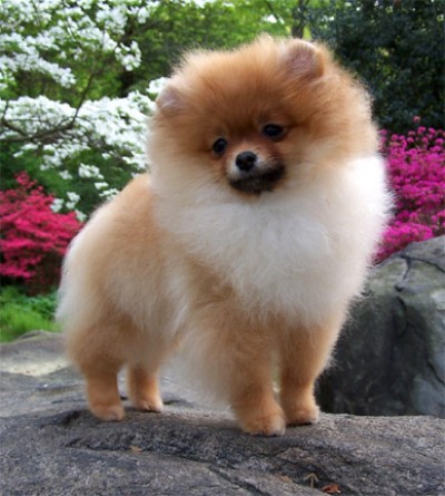 Spencer at 5 mos old