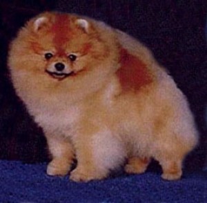 Peppipoms Classically Yours