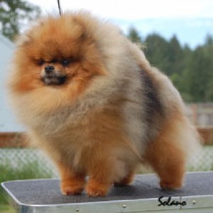 CR Tuff Guy of Isabella