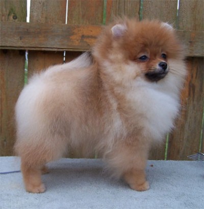 Spencer at 19 weeks old.