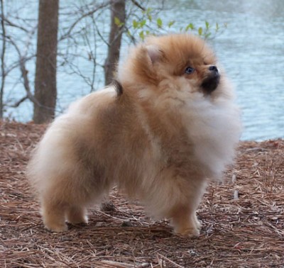 Spencer at 16 weeks old.