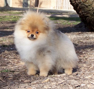 Sookie at 4.5 mos old