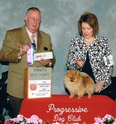 Zoe winning Winners Bitch at the Progressive Toy Dog Club in New York for her first point!