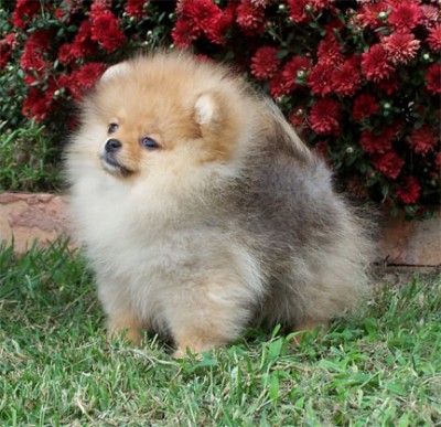 Olivia at 13 wks old