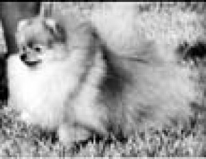 Emcee's Terrific Wee Chips