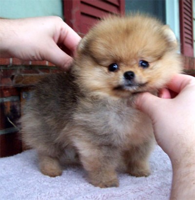 Olivia  at 9 wks old