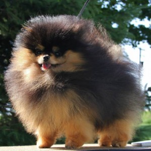 Mythical Pants On Fire