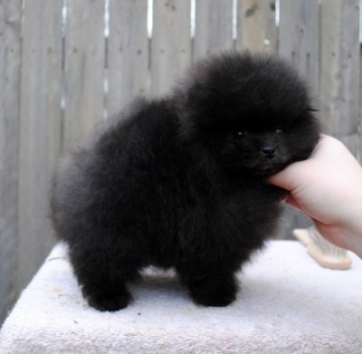 Blackberry 8 wks old