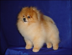 Pak Dome's Happy Time