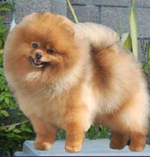 Bachman's Sweet Escape to CR