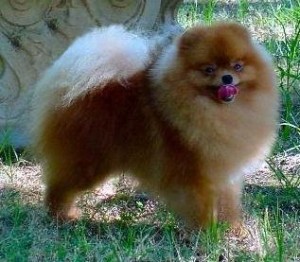 Keepsake's Cloud Rustler