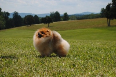 Darcy in Charlottesville