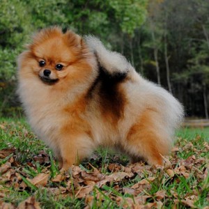 Silhouette Spy In The House of Love