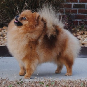 Silhouette's Sweet Nothings