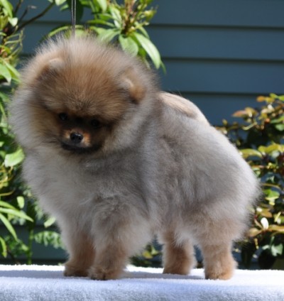 Victor at 12 wks old