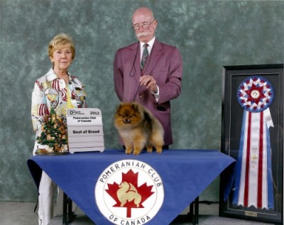 Cole winning BISS at the Pomeranian Club of Canada National Specialty.
