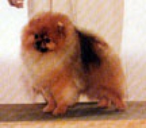 Allayn's Rock N Rebellion