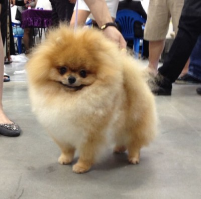 Desmond at 2 yrs old