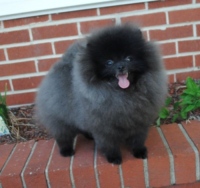 Blackberry at 8mos old