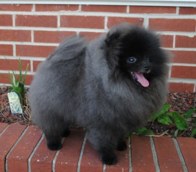 Blackberry at 8mos old