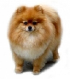 Lana's Centerfold Pin-Up