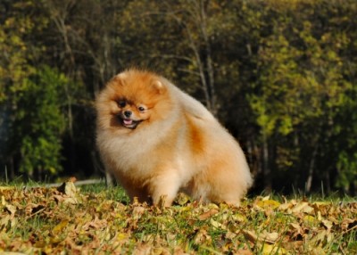 Darcy at 3 1/2 yrs old