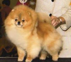 Oakrose Wrapped N' Ribbons