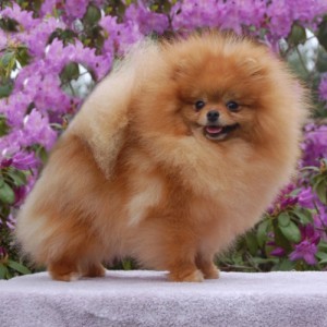 Oakrose Penny For Your Thoughts