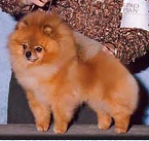 LT Cherubs Meet the Press of Lenette