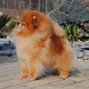 Chriscendo Common Sense