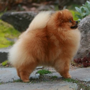 Chriscendo Call Forward