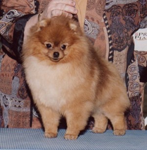 Amber Glow of Lenette