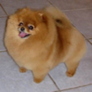 Pixie's Whimsical Dream Girl