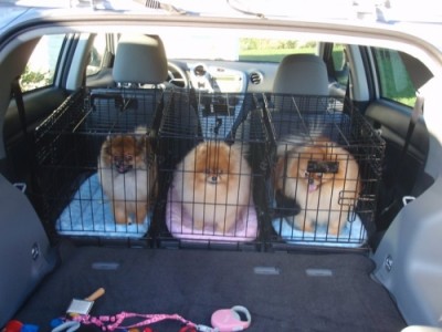 Jim, Sofie and Arjen, all Silhouette poms. 3 of the 4 Poms placed in this same household over the years.