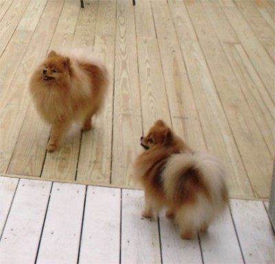 Ch. Cady (right) retired at 5 years old. My first champion. When she passed away, her family returned for another Silhouette pom.